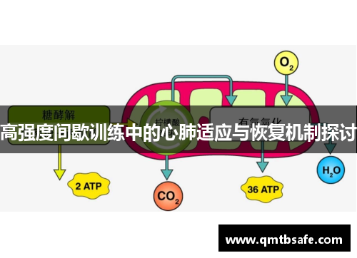 高强度间歇训练中的心肺适应与恢复机制探讨